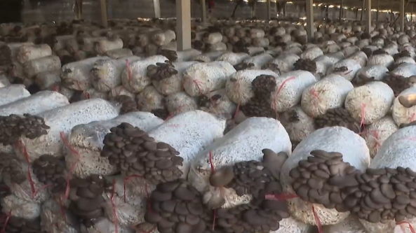 山东：枣庄市泥沟镇利用玉米芯种植平菇 实现了经济效益与生态效益双丰收