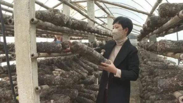 四川廣元市：普安鎮發展食用菌產業 帶領當地群眾走上致富路