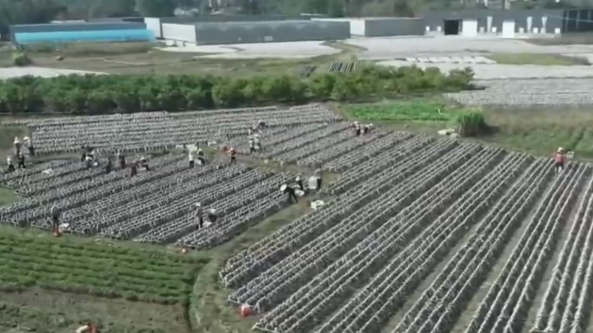 广西：贺州市桂岭镇大力发展食用菌产业 村民实现家门口就业