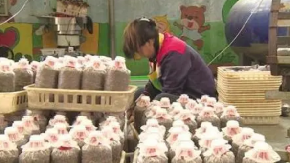 贵州六枝特区：35万菌包陆续生产中 联盟村大力发展菌业促增收