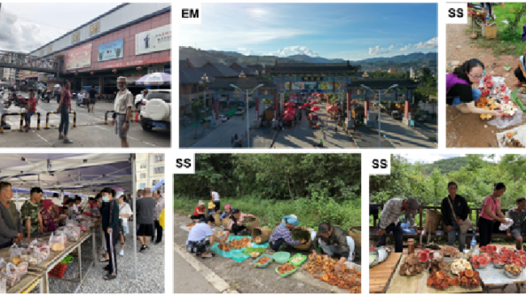 云南：638份！中國科學院昆明植物研究所完成滇南熱區民族真菌學調研與種質收集