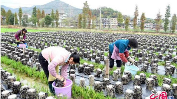 湖南：新邵县香菇黑木耳齐丰收 村民采收忙