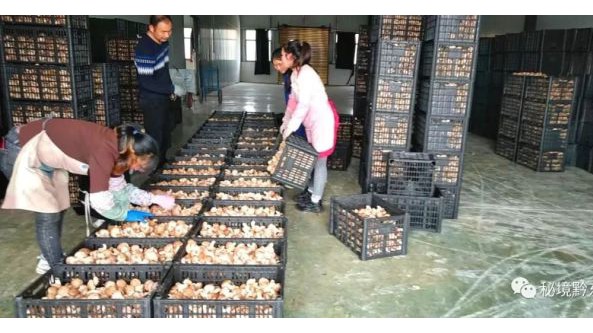 贵州：黄平县发展食用菌产业 助推乡村振兴