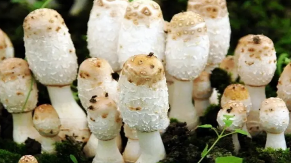 山西：祁縣牛居村雞腿菇技術成熟 打開產(chǎn)銷加工一條龍發(fā)展新格局