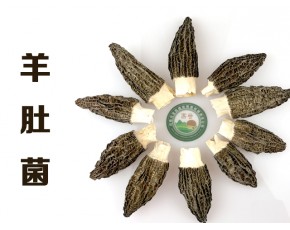 昌盛羊肚菌鲜品干品