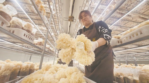 福建：羅源縣工廠化繡球菌進入采收期