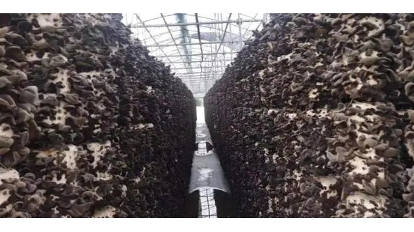 黑龍江：尚志市珍珠山鄉鑄造“珍珠山”黑木耳精工品牌   打造農村產業融合示范樣板