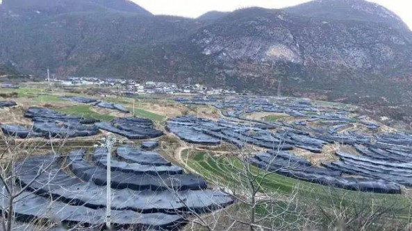 云南：香格里拉市白地村發展羊肚菌特色產業 走上富民強村之路