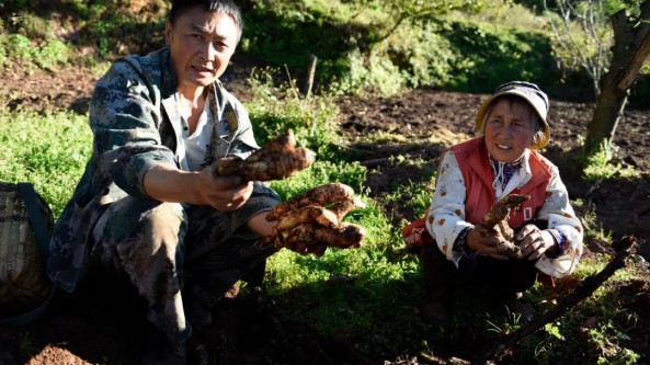 云南大理：巍山縣天麻成當地村民增收致富新產業