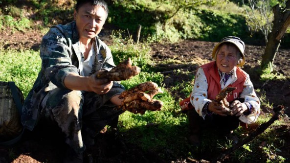 云南大理：巍山县天麻成当地村民增收致富新产业