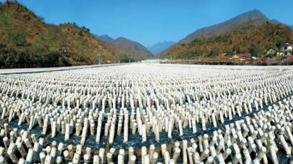 陜西：柞水木耳喜獲地理標(biāo)志產(chǎn)品保護(hù)