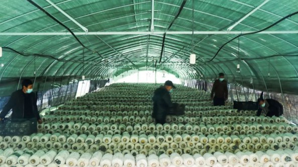 貴州畢節(jié)市七星關區(qū)：紅堰社區(qū)大力發(fā)展食用菌產業(yè) 帶動群眾走上致富路