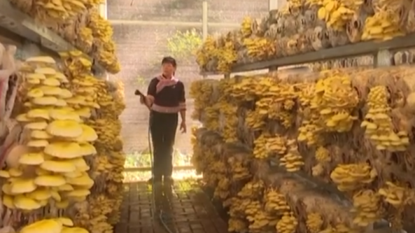 广西：百色市发展榆黄蘑种植产业 撑起当地“致富伞”