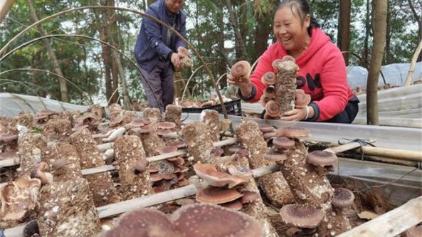 貴州：仁懷市新山村馬桑菌喜獲豐收