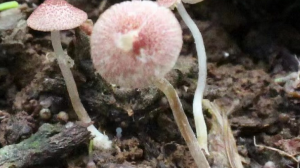 江西农业大学发现蘑菇新物种