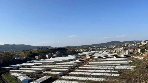 云南：文山市“大球蓋菇-羊肚菌”輪種模式讓“冬閑田”變“增收田”