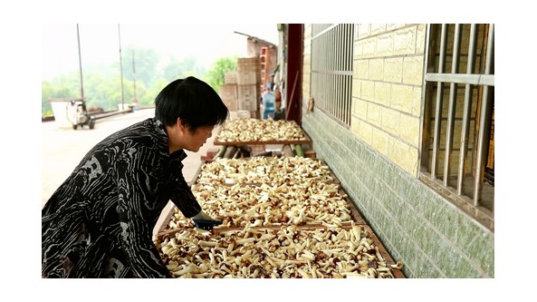 四川合江县：夫妻返乡种蘑菇 拓宽村民致富路