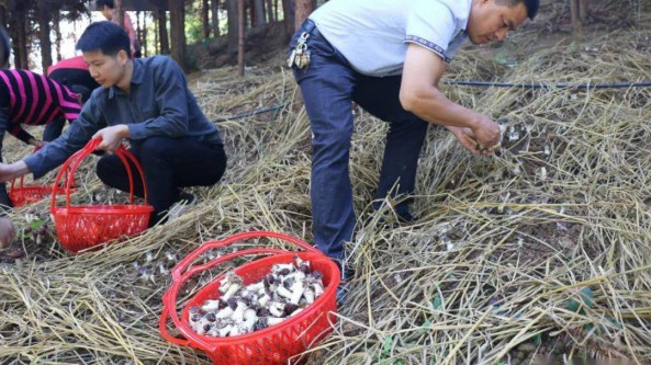 广西：恭城县全面推进大球盖菇种植产业