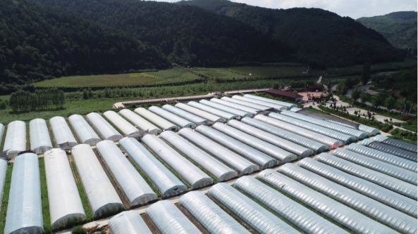 陕西：宜川县食用菌产业呈高质量发展