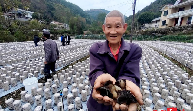 全国各地黑木耳种植基地迎来采摘季 村民笑开颜