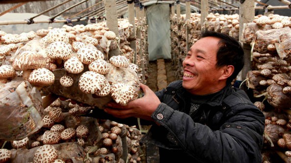 河南：舞陽縣打造優(yōu)質(zhì)食用菌產(chǎn)業(yè)園 助力鄉(xiāng)村振興