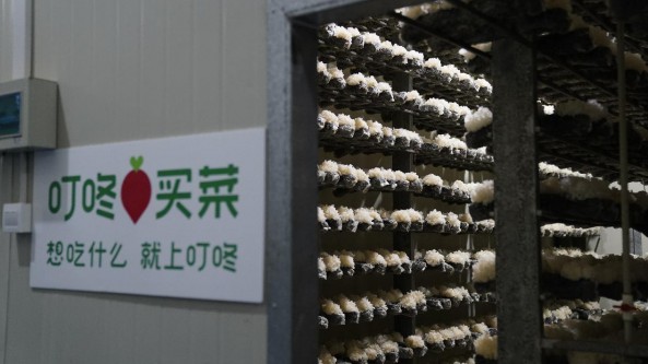 福建：叮咚买菜银耳订单农业基地落地古田县 年产量800万朵