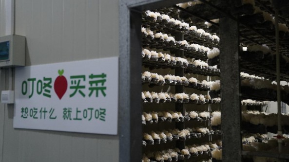 福建：叮咚買菜銀耳訂單農(nóng)業(yè)基地落地古田縣 年產(chǎn)量800萬(wàn)朵