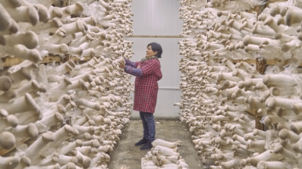 浙江杭州：淳安縣利用桑枝做菌棒 實現杏鮑菇工廠化生產
