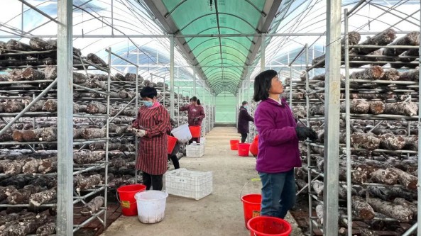 河南：丰收季日产5000斤  息县彭店乡香菇产业拓宽富民增收路