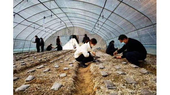 甘肃：宕昌县施行“羊肚菌-蔬菜”轮作 推动当地农业提质增效
