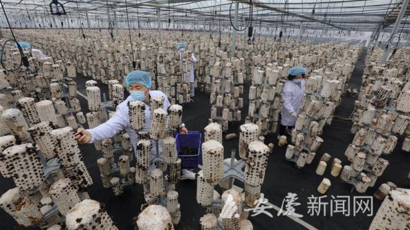 安徽：安慶市宜秀區桑枝黑木耳喜獲豐收