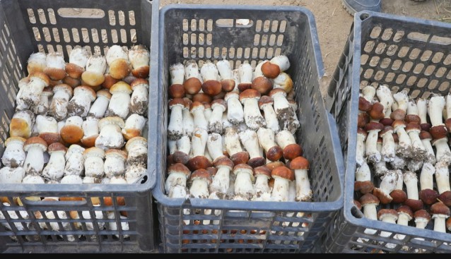 河南：扶沟县发展大球盖菇产业 带领村民增收致富