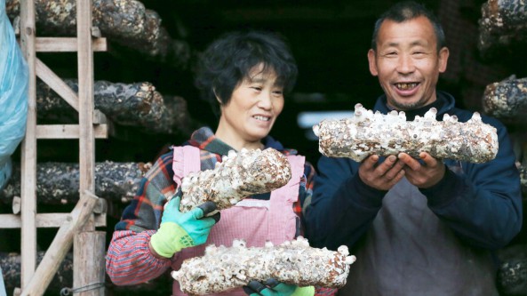 浙江丽水市：云和县5万棒香菇长势良好 一部分将出口国外