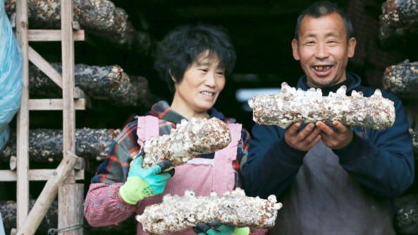 浙江麗水市：云和縣5萬棒香菇長勢良好 一部分將出口國外