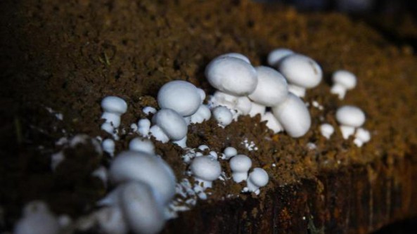 湖北武汉：新洲区许易村正在建设现代化食用菌生产工厂 投产后将日产3万袋杏鲍菇