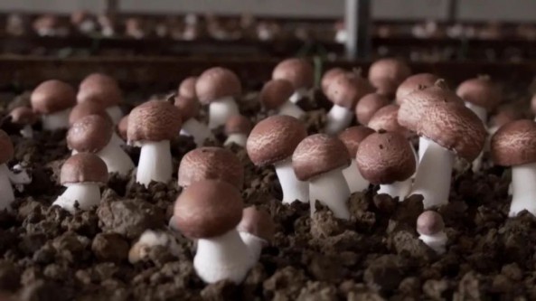云南：祥云縣沙龍鎮積極發展食用菌產業 年產值近2000萬元