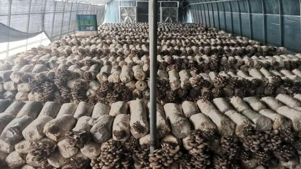 甘肃灵台县：独店镇张鳌坡村食用菌基地首批菌棒出菇生产