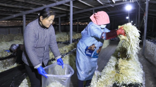 山东：巨野县刘庄村10万袋金针菇喜获丰收