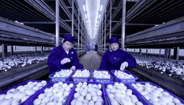 贵州：岑巩县首家数字化智能化食用菌工厂双孢菇喜获丰收
