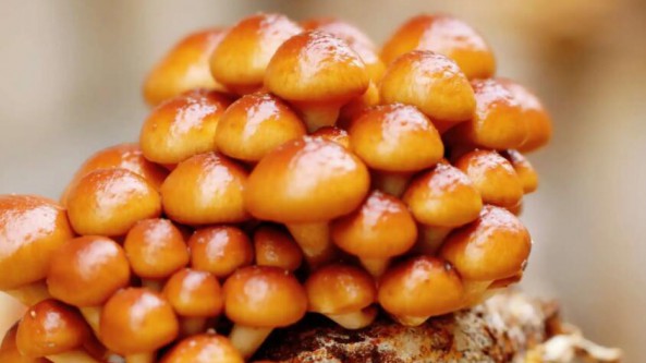 陜西：山陽縣發展滑子菇種植產業 帶動群眾增收致富