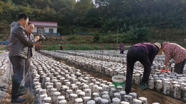 安徽桐城市：黄甲镇鼓励农民发展食用菌特色产业 全面推动乡村振兴