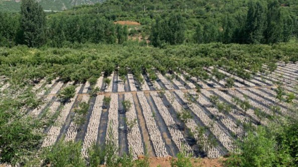 北京：密云区黑木耳产业带动当地群众走上致富路