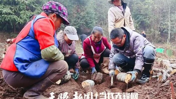 貴州普安縣：青山鎮(zhèn)2000余畝天麻菌床培育中