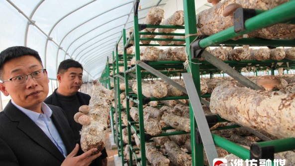山東：金谷珍棒花菇全產業鏈基地入選山東地區全國蔬菜質量標準中心試驗示范基地