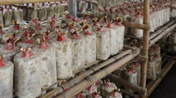 廣東深圳：鵝埠鎮下北村食用菌多品種種植成為當地致富新渠道