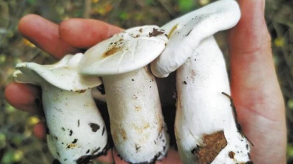 陜西：韓城市黃龍山褐馬雞自然保護區首次發現珍稀菌種“大把子杯樁菇”