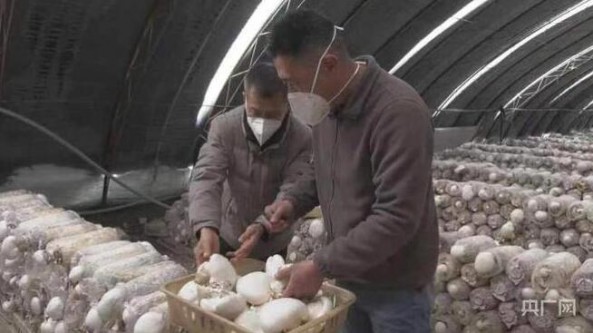 新疆：吉木薩爾縣大有鎮阿魏菇試種成功 喜獲豐收