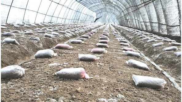 湖北：竹溪縣發展羊肚菌種植 拓寬當地群眾增收途徑