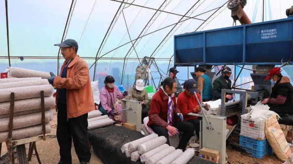 河北：平泉市发展食用菌产业 实现强村富民