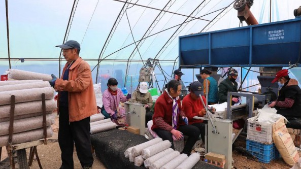 河北：平泉市發展食用菌產業 實現強村富民